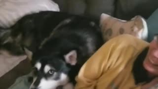 Protective husky won't allow anyone to touch his "mommy"
