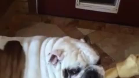 Stubborn Bulldog Ultimately Fails To Get The Bone Through The Doggy Door