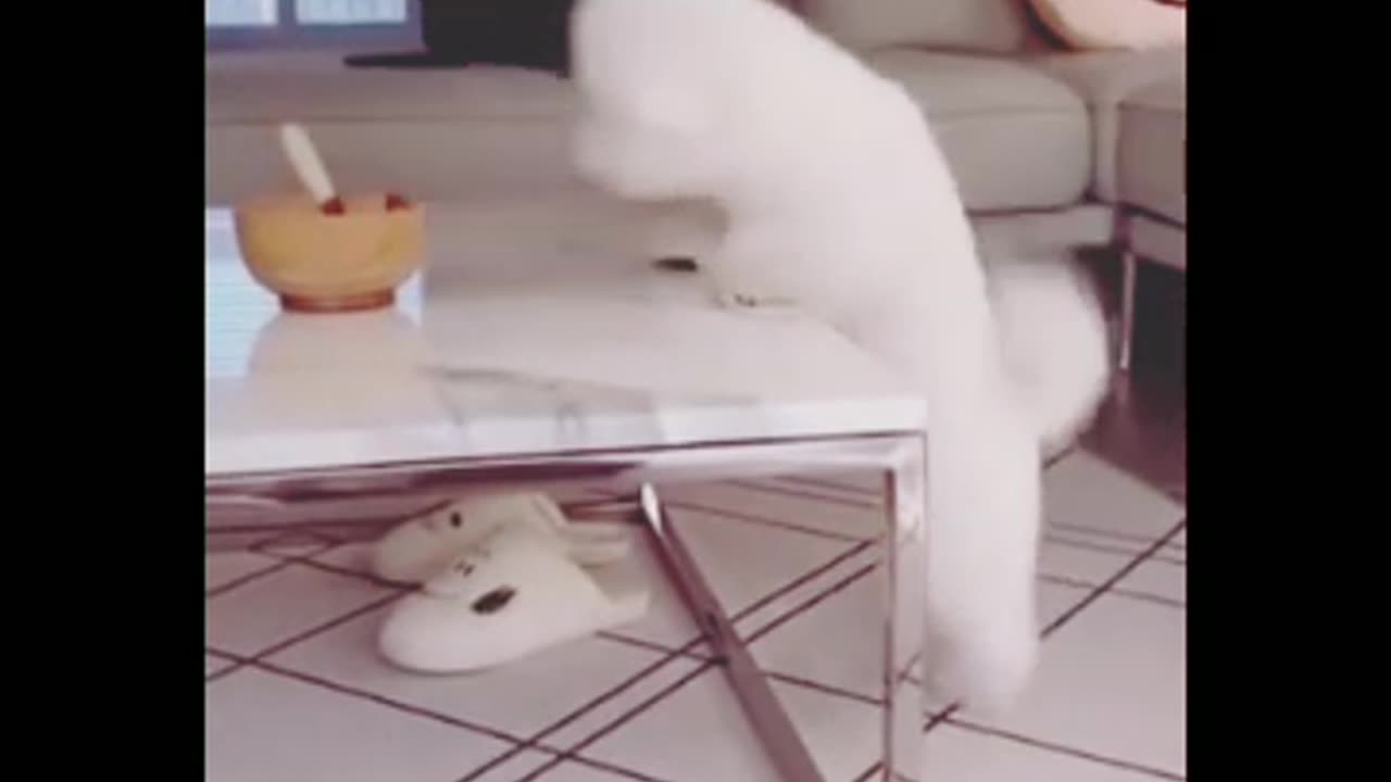 Funny cats and dogs videos 2023ΰ₯€ΰ₯€ Funny animals π