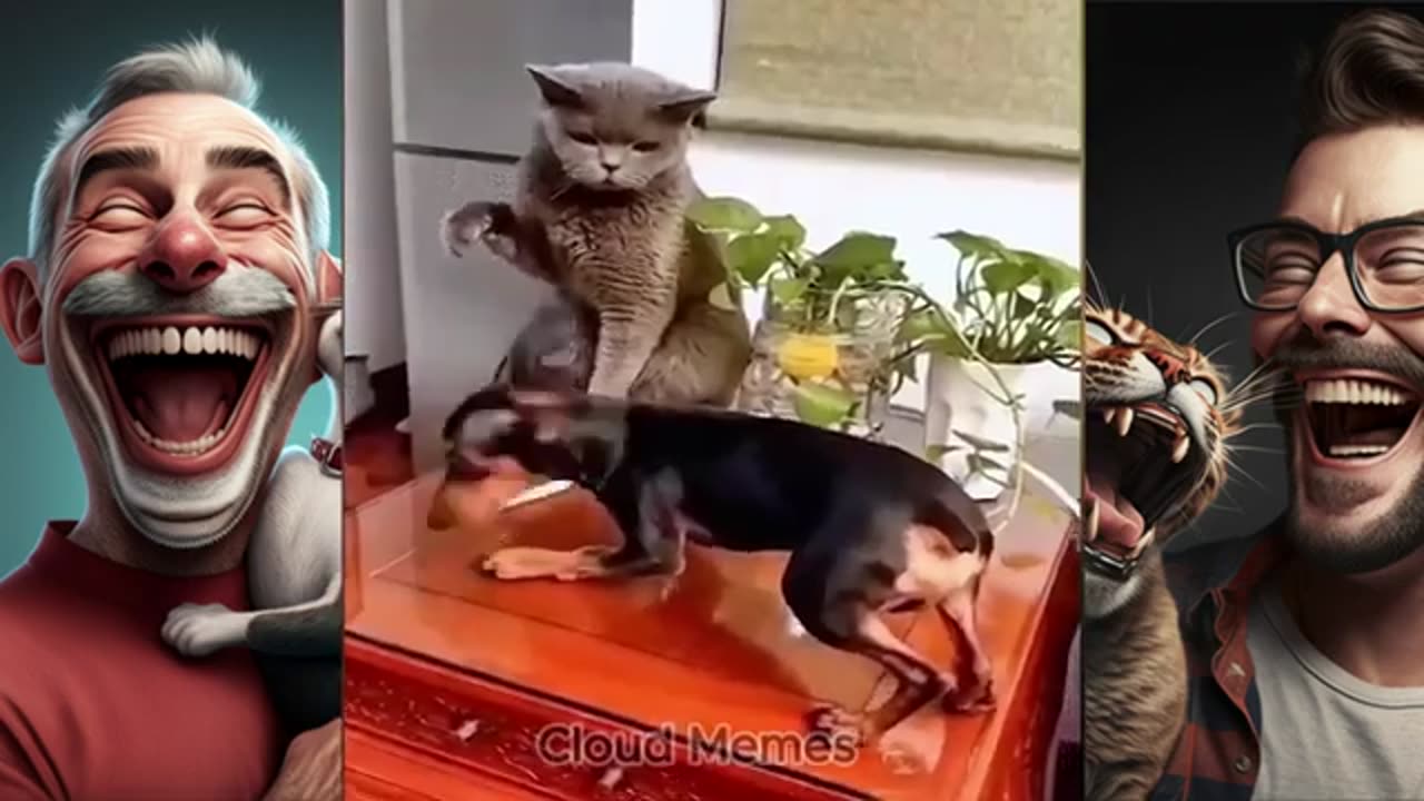 Funny cat just laugh