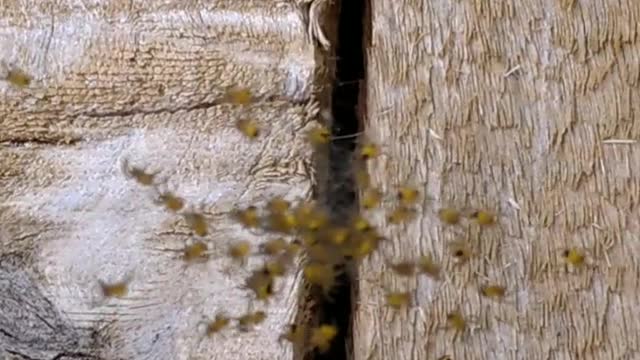 Tiny spiders in a ball and scatter when you blow on it.