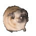 r+pugdance