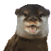 r+otter